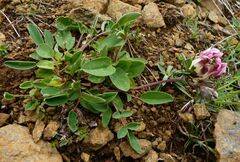 Anthyllis vulneraria boscii