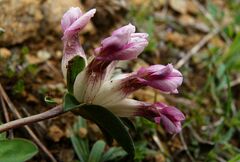Anthyllis vulneraria boscii