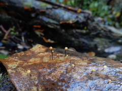 Gloiocephala xanthocephala