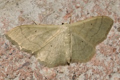 Idaea aversata