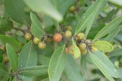 Euclea natalensis natalensis