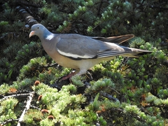 Columba palumbus