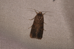 Spodoptera exigua