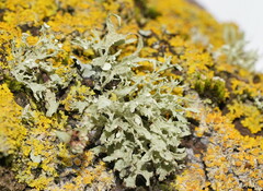 Ramalina celastri