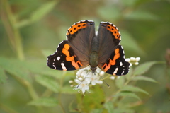 Vanessa indica