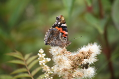 Vanessa indica