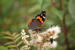Vanessa indica