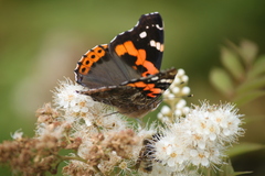 Vanessa indica