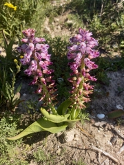 Lachenalia pallida