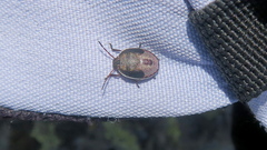 Piezodorus lituratus