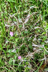 Epilobium