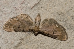 Eupithecia absinthiata