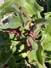 Mesembryanthemum crystallinum