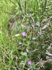 Epilobium