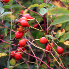 Rosa majalis