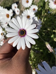Dimorphotheca
