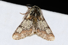 Biston strataria