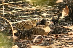 Pterocles quadricinctus