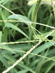 Phaneroptera falcata