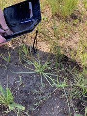 Drosera trinervia