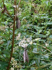 Eupatorium tashiroi