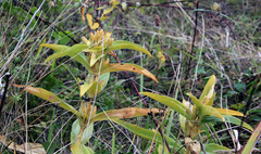 Gentiana cruciata