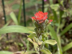 Castilleja arvensis