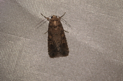 Spodoptera exigua