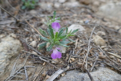 Ajuga iva iva