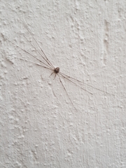 Dicranopalpus ramosus