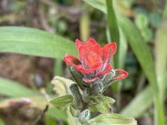 Castilleja arvensis