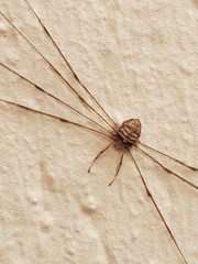 Dicranopalpus ramosus