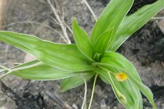 Hypoxis
