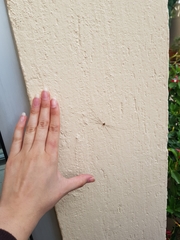 Dicranopalpus ramosus