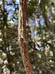 Phricta spinosa