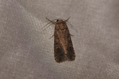 Spodoptera exigua