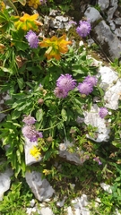 Knautia collina