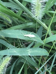 Oecanthus euryelytra