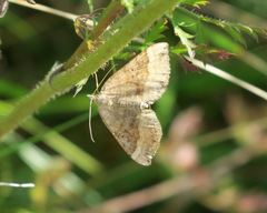 Scotopteryx chenopodiata