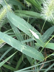 Oecanthus euryelytra