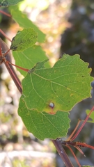 Harmandiola globuli