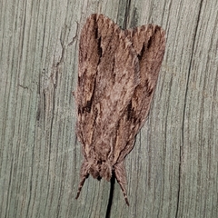 Ecnomodes sagittaria