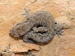 Pachydactylus geitje