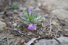 Ajuga iva iva