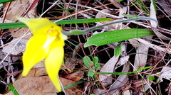 Caladenia flava