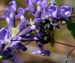 Osmia