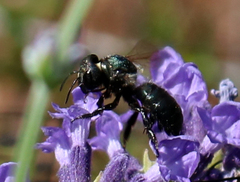 Osmia