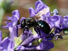 Osmia