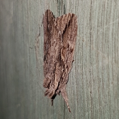 Ecnomodes sagittaria