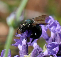 Osmia